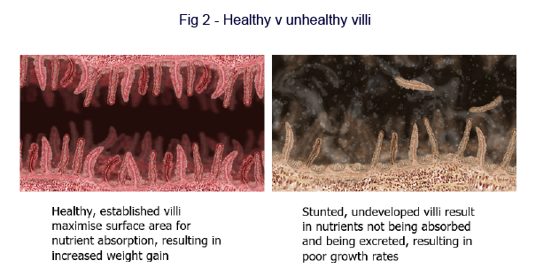 Fig 2 - Healthy v unhealthy villi